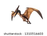Pteranodon  Pterodactyl ...