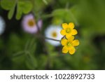 Small photo of Procumbent Yellow sorrel blooming. Oxalis corniculata. Close up.