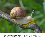 Big Snail In Shell  Helix...