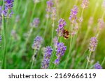 closeup of bumblebee on lavender flower  on sunny summer day Summer flowers.  Summertime     High quality phot