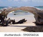 Driftwood On The Beach In Mexico