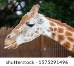 African Giraffewell Known For...