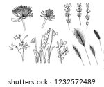 set of botanical flowers.... | Shutterstock . vector #1232572489