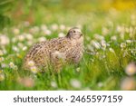 Common quail bird  domestic...