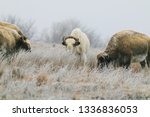 A rare white bison with its heard in Lake Scott State Park grazes on grass in the winter of 2019