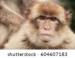 Barbary Macaque On The Grass