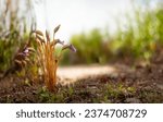 Small photo of An annual parasitic plant belonging to the Fertilaceae family. Aeginetia indica flower image, native to Asia and parasitic on silver grass and ginger