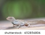 A Brown Anole In Florida
