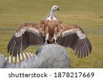 Griffon Vulture Spreads Its...