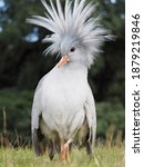 Small photo of Kagu from New Caledonia with upright crown of feathers on a meadow; Rhynochetos jubatus
