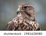 Portrait of a saker falcon ...