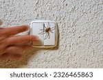 Small photo of A Nosferatu spider sits on the wall on the light switch, a hand presses the switch, Zoropsis spinimana