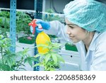 Small photo of searcher hold fogging spray water sprat to cannabis flower boost grow under environment lighting control in house modern plantation farming