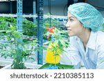 Small photo of searcher hold fogging spray water sprat to cannabis flower boost grow under environment lighting control in house modern plantation farming