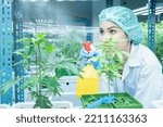 Small photo of searcher hold fogging spray water sprat to cannabis flower boost grow under environment lighting control in house modern plantation farming