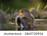 European robin  erithacus...