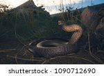 Wild Eastern Brown Snake ...