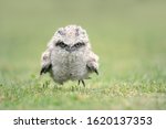 Cute  Baby Tawny Frogmouth...