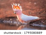 Wild pink cockatoo (Lophochroa leadbeateri) taking a bath