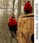 The Black Capped Lory Parrot In ...