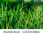 Blurred Grass In Meadow Grass...