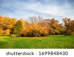 Autumn Landscape. Golden Trees...