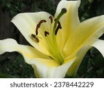 Tree lily has giant flowers on tall stems.