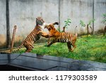 Two Young Tigers Playfully...