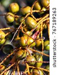 Small photo of Saw Palmetto Berries