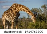 Giraffe Feeding In Eastern Cape