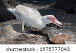 White Muscovy Duck Standing On...