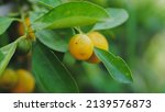 orange fruit farm environment... | Shutterstock . vector #2139576873