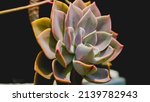echeveria succulent plants on... | Shutterstock . vector #2139782943