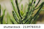 green succulent plants on... | Shutterstock . vector #2139783313
