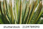 green leaf of cycadales plants... | Shutterstock . vector #2139789093