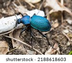 Beautiful blue-green beetle close-up. The Crimean ground beetle.