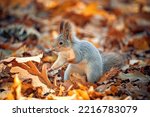 Beautiful squirrel close-up in the autumn forest.