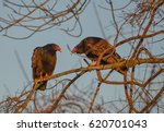 Two Turkey Vultures Perched And ...