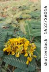 Small photo of Nealy picked yellow Sesbania flowers on green leaves