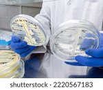 Small photo of The doctor holds in his hands Petri dishes with growing bacteria on agar. A test for bacterial antagonism, isolation of anti-antibiotics by bacteria