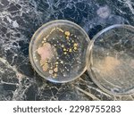 Small photo of A petri dish with colonies of bacteria and bacilli on a working laboratory table, the lid is open next to it.
