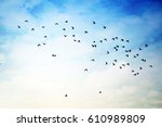 Flying Birds In Cloudy Sky