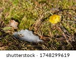 Small photo of Flower mother and stepmother with unspent snow