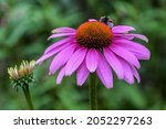 Close Up Of A Purple Coneflower ...
