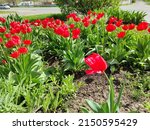 A Red Tulip In A Flower Bed....