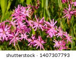 Pink Flowers Of Ragged Robin ...