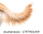 Close up brown dog tail (Golden Retriever) isolated on white background. Top view with copy space for text or design