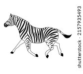 vector flat zebra isolated on... | Shutterstock .eps vector #2157935493