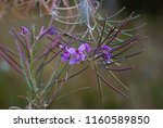 Small photo of Deflowering fireweed (rosebay willowherb) flowers on a meadow close up photo