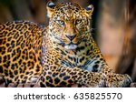 Leopard Portrait. Jungle...